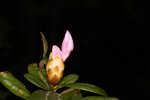 Chapman's rhododendron